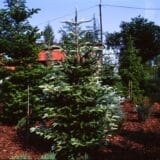 Koreai balzsamfenyő (abies koreana 'tanja') Hungaroplant