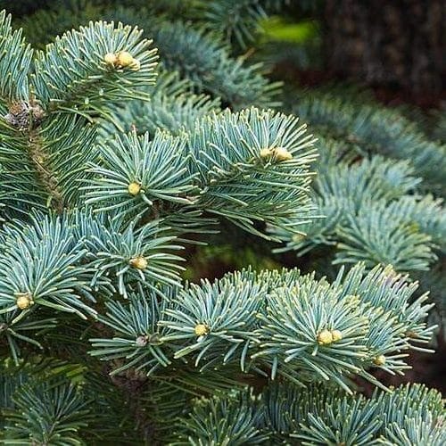 ABIES LASIOCARPA ‘ARGENTEA’