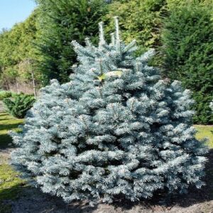 Kék balzsamfenyő – Abies lasiocarpa ‘compacta’