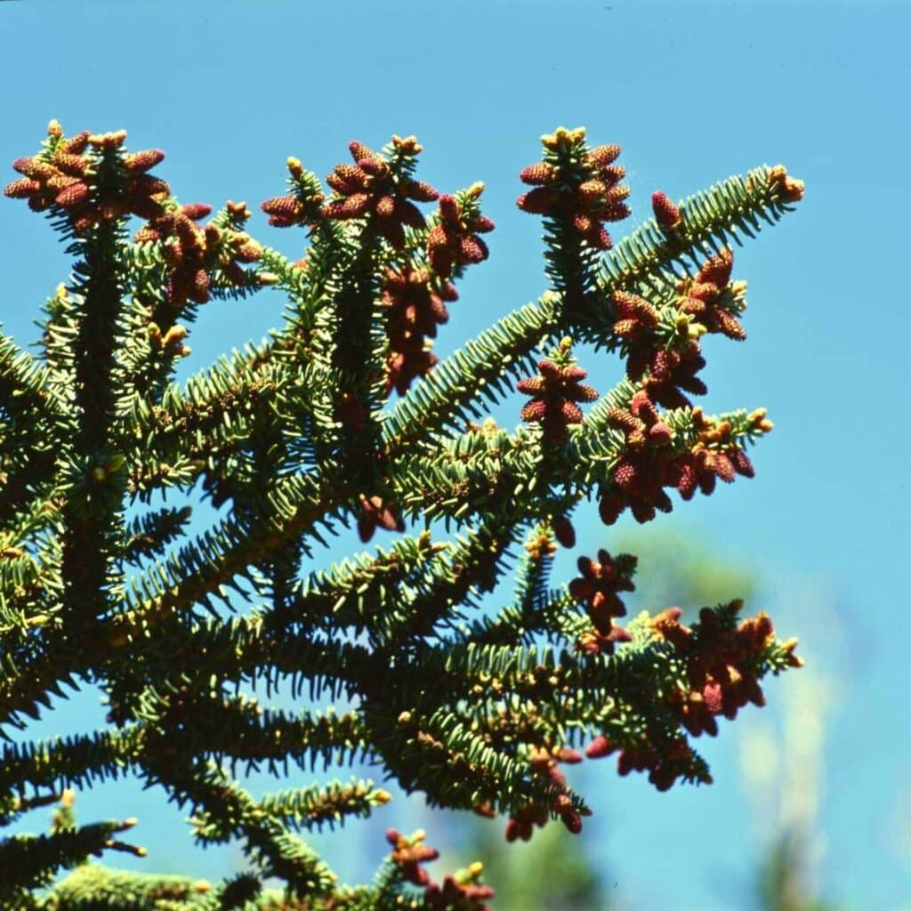 Spanyol balzsamfenyő – Abies pinsapo ‘glauca horstmann’