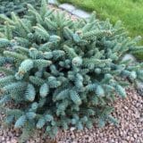 Spanyol balzsamfenyő - Abies pinsapo 'glauca horstmann' Hungaroplant