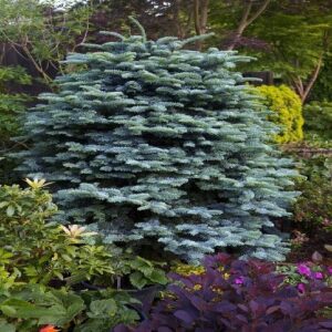Szép balzsamfenyő (Abies procera 'Glauca')