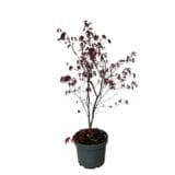 Japán juhar - Acer palmatum 'bloodgood' Hungaroplant