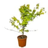 Japán juhar - Acer shirasawanum 'jordan' Hungaroplant
