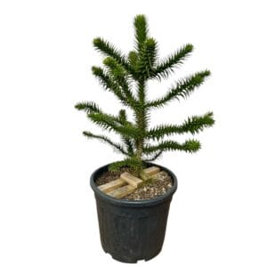 Kezdőoldal Chilei araukária (araucaria araucana)