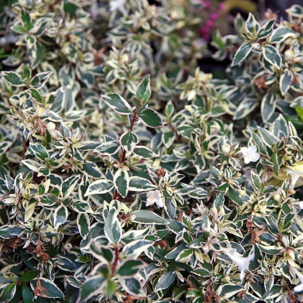 Nagyvirágú abélia – Abelia grandiflora ‘Confetti’