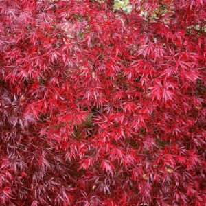 Japán juhar (Acer palmatum 'Garnet')