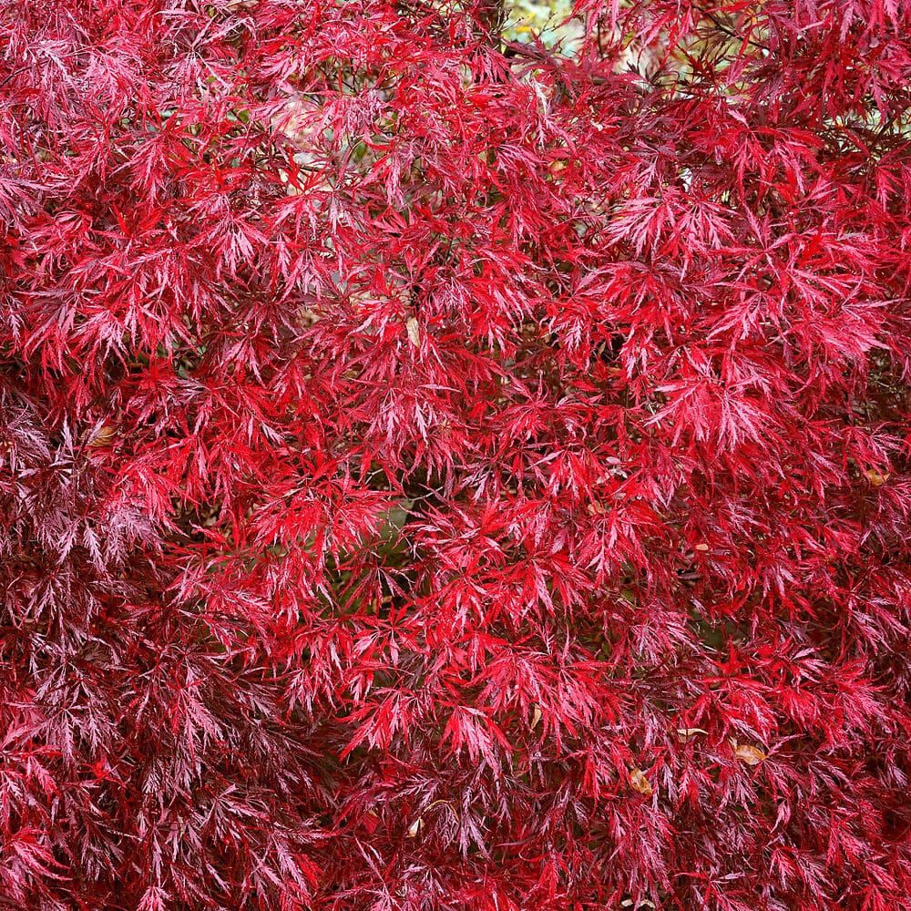 Acer Garnet
