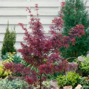 Japán juhar (Acer palmatum 'Shishigashira')