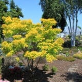 Aranysárga japán juhar - Acer shirasawanum 'aureum' Hungaroplant.hu