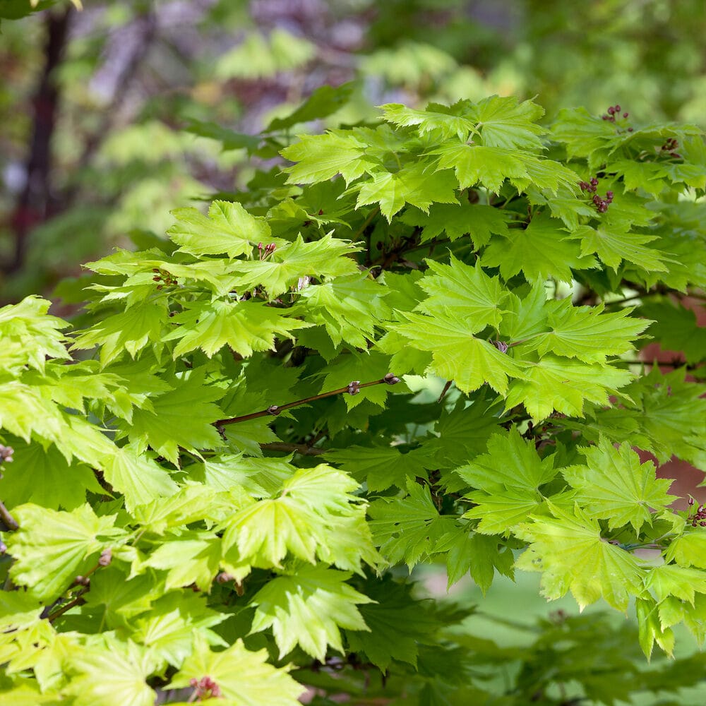 Acer shirasawanum Aureum Hungaroplant.hu