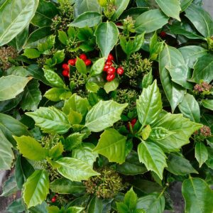 Rozannie japán aucuba (Aucuba japonica ‘rozannie’)