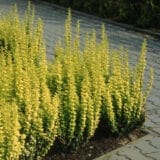Oszlopos arany japán borbolya - Berberis thunbergii 'golden pillar' Hungaroplant