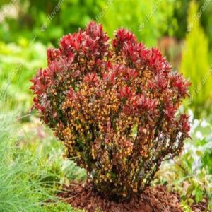 Törpe vöröslevelű japán borbolya (berberis thunbergii ‘Bagatelle’)