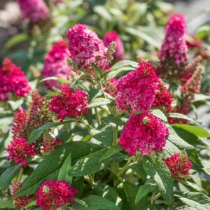 Törpe nyáriorgona (Buddleia davidii ‘butterfly candy little pink’)