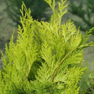 Aranyoszlopos oregoni hamisciprus (Chamaecyparis lawsoniana 'Stardust')