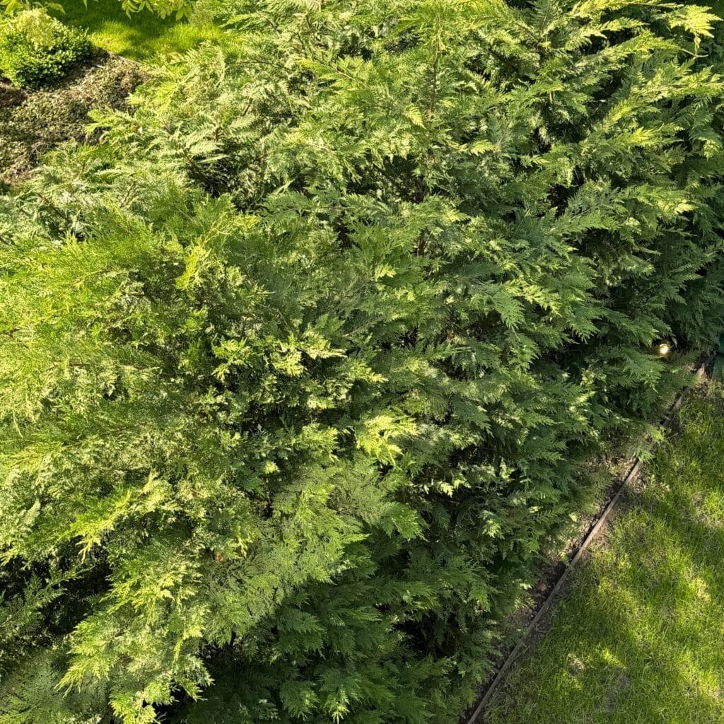 Oszlopos leylandi ciprus – Cupressocyparis leylandii ‘pyramidalis’