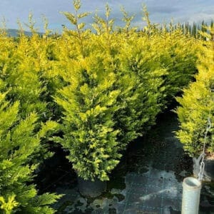 Kezdőoldal Aranylombú leylandi ciprus (cupressocyparis leylandii ‘gold rider’)