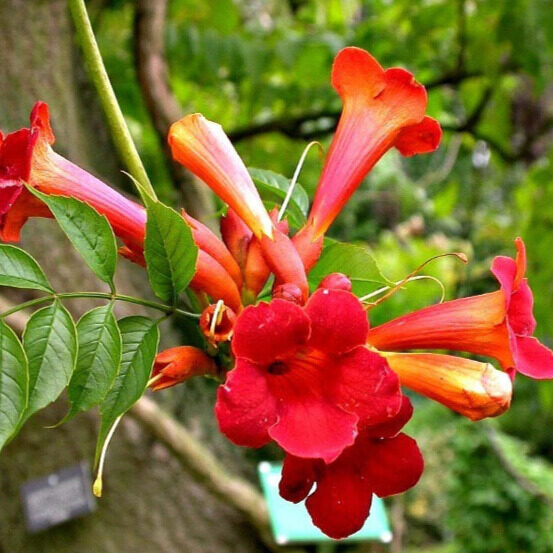 Campsis radicans 'red tarantella'