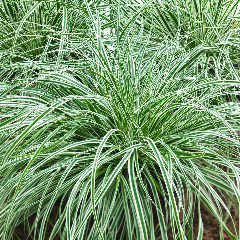 Carex Oshim. Everest Hungaroplant.hu