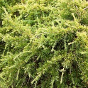 Arany himalájai cédrus (Cedrus deodara 'Golden Horizon')