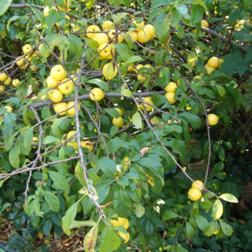 Fehér virágú japánbirs – Chaenomeles speciosa ‘nivalis’