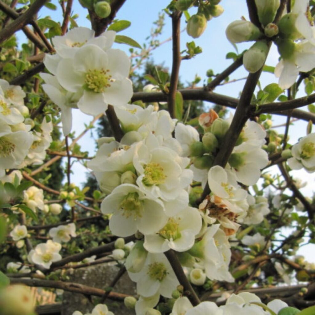 Fehér virágú japánbirs – Chaenomeles speciosa ‘nivalis’