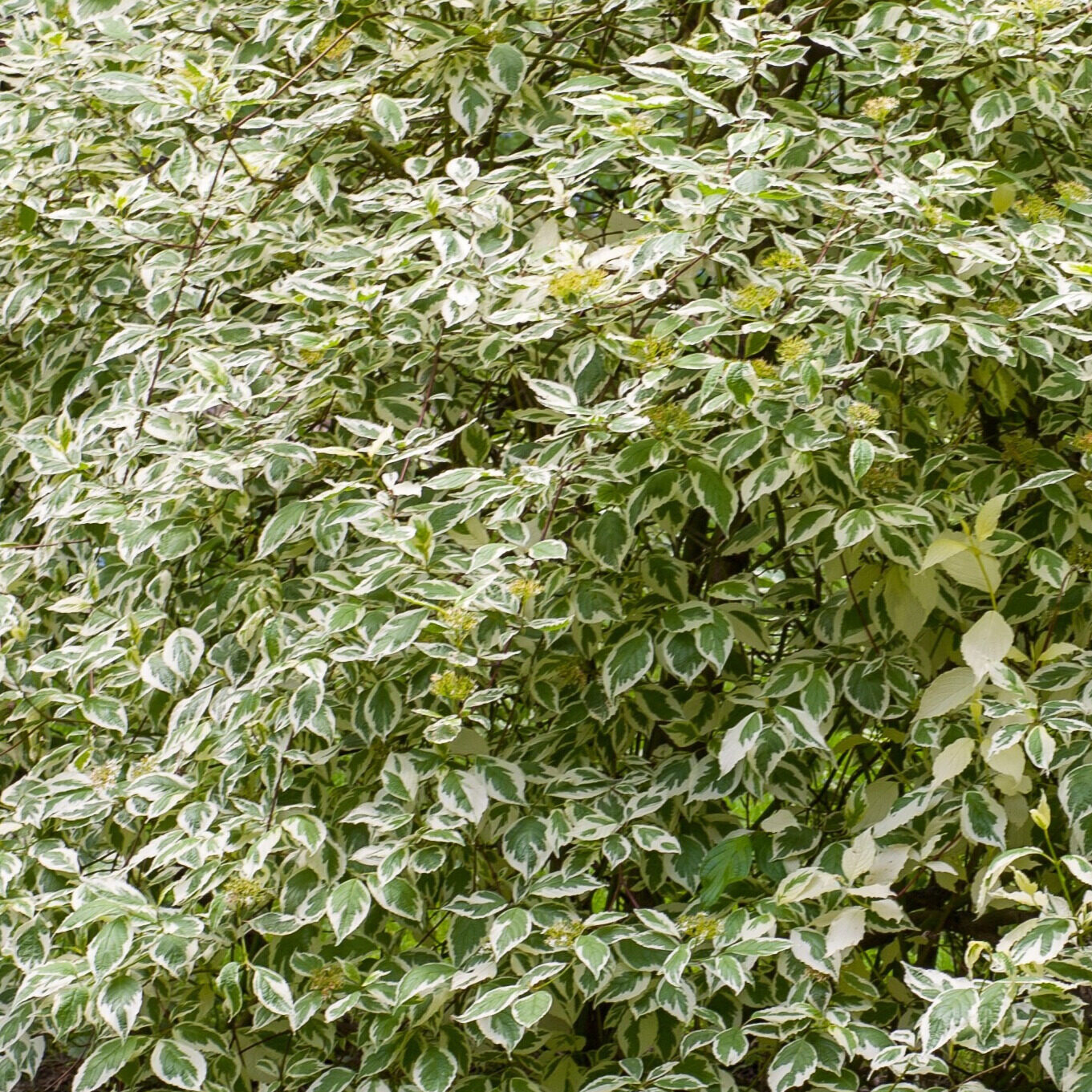 Cornus alba 'elegantissima'