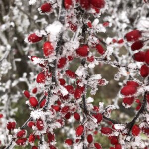 Legyező madárbirs (Cotoneaster horizontalis)