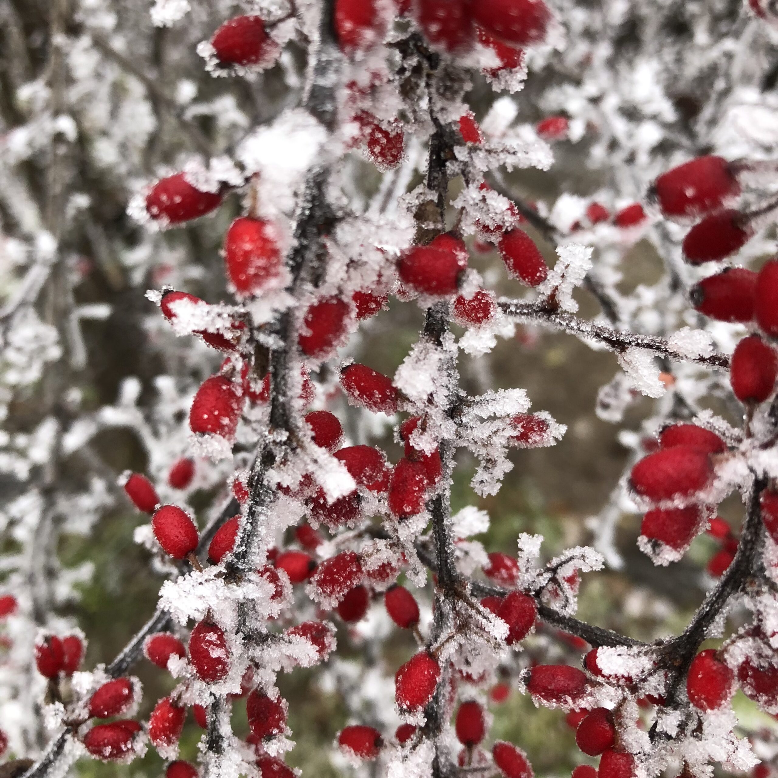 CotoneasteHorizontalis Hungaroplant.hu