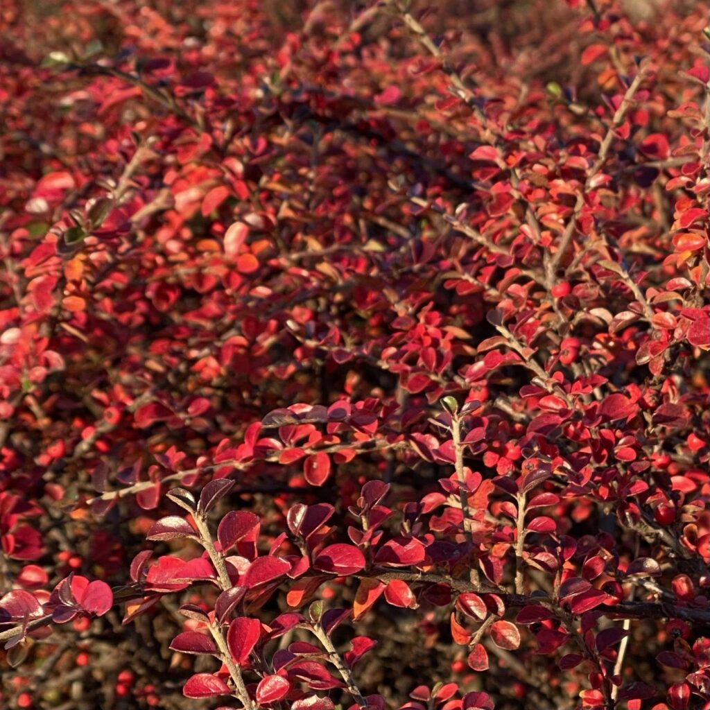 Legyező madárbirs (Cotoneaster horizontalis)
