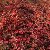 Legyező madárbirs - Cotoneaster horizontalis Hungaroplant.hu