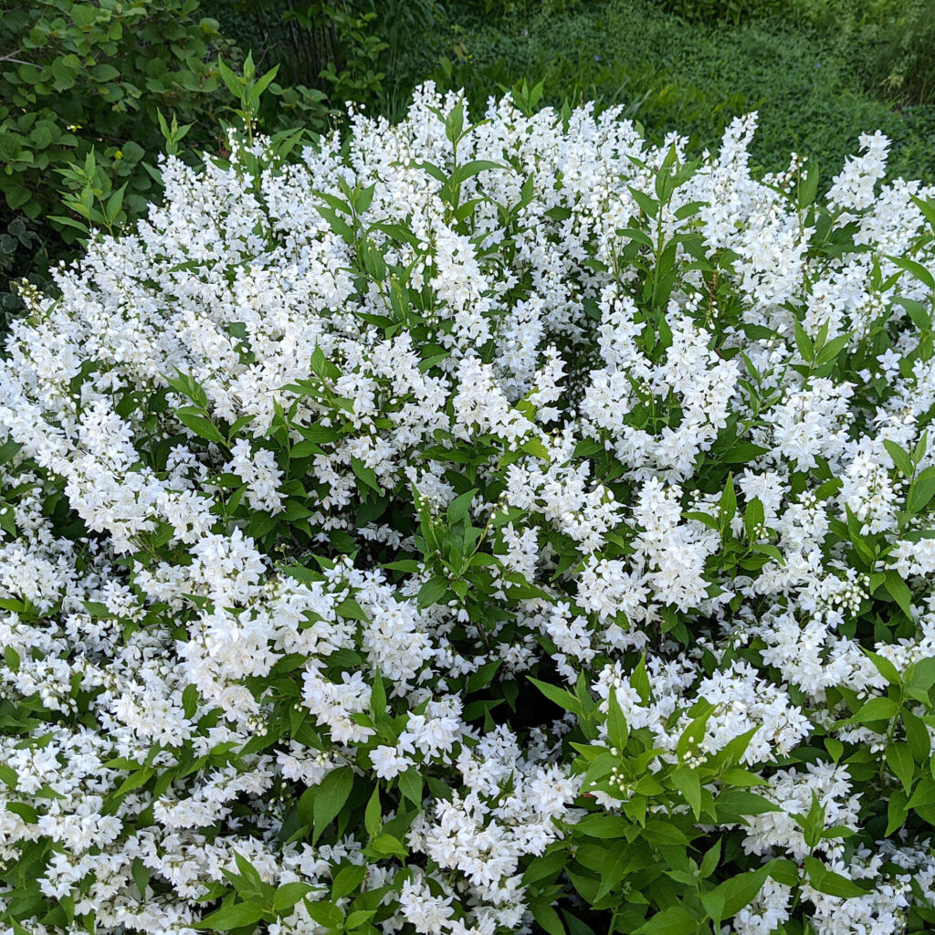 Gyöngyvirágcserje (Deutzia gracilis)