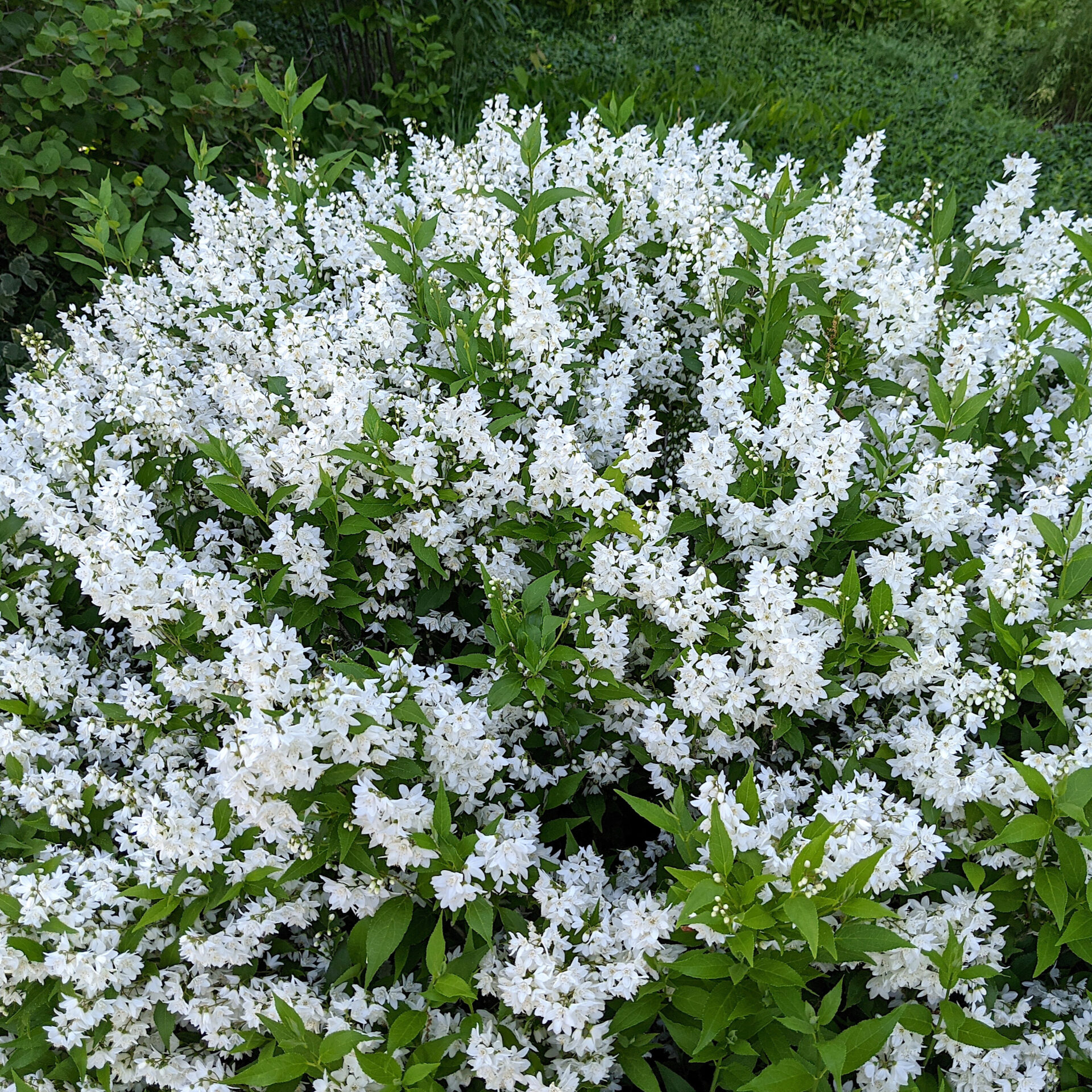 Deutzia gracilis