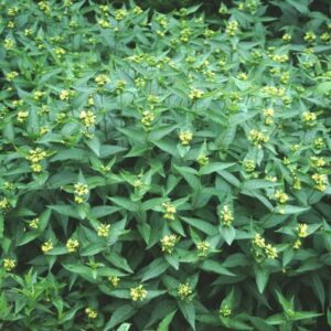Sárgalonc (Diervilla sessilifolia 'Butterfly')