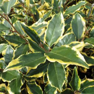 Tarka ezüstfa (elaeagnus ebbingei ‘viveleg’)