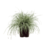 EVEREST DÍSZSÁS – CAREX OSHIMENSIS 'EVEREST' Hungaroplant