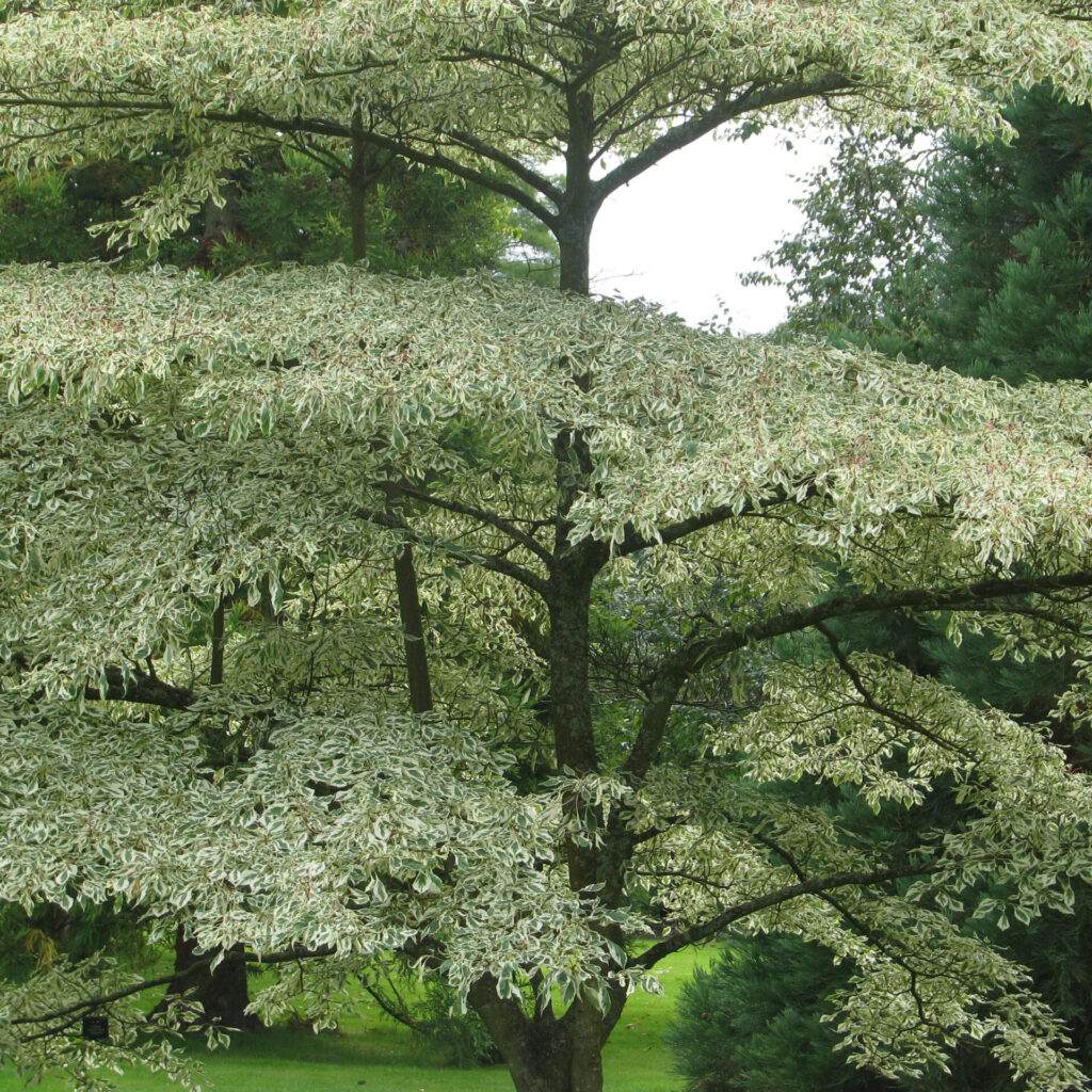 Ezüsttarka levelű som (Cornus alternifolia ‘Argentea’)