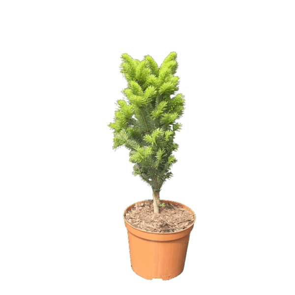 Hungaroplant