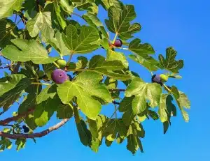 Kezdőoldal Közönséges füge (ficus carica sp.)
