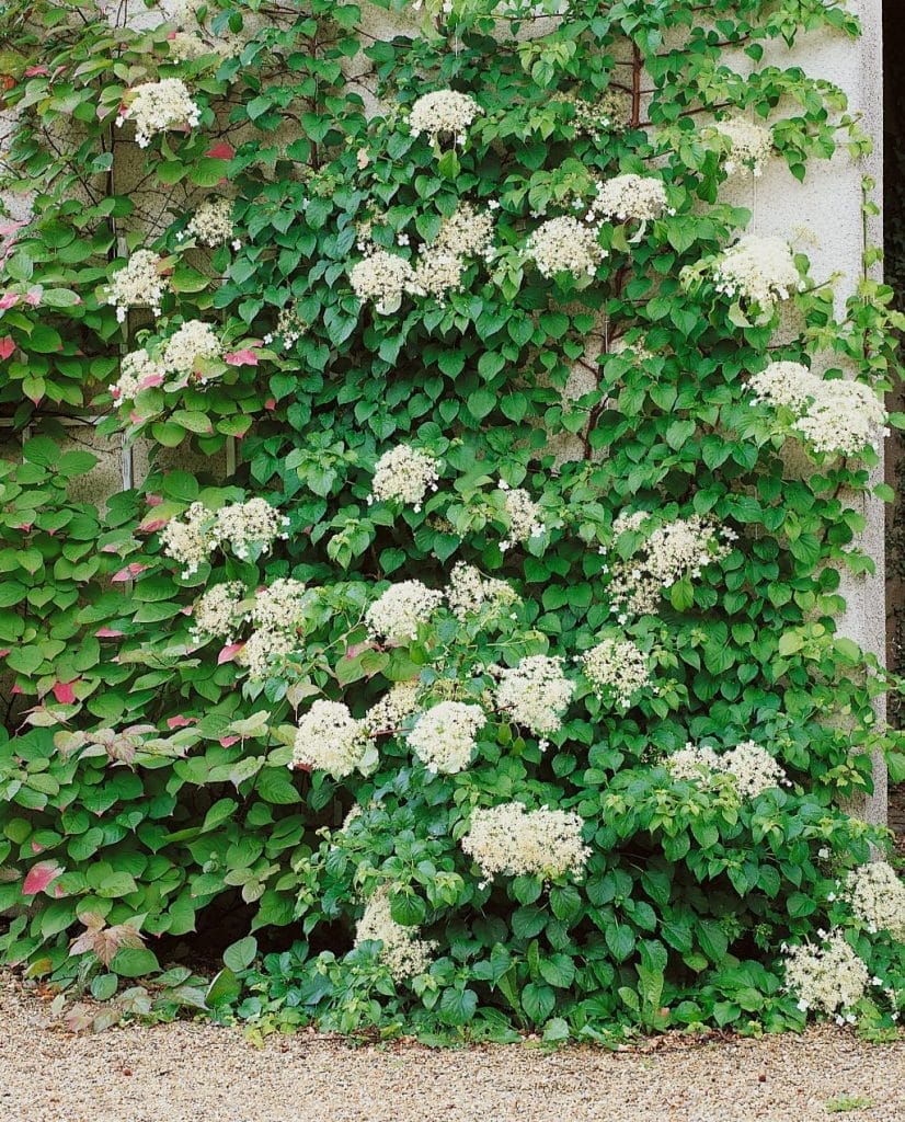 Kúszó hortenzia (Hydrangea anomala ‘petiolaris’)