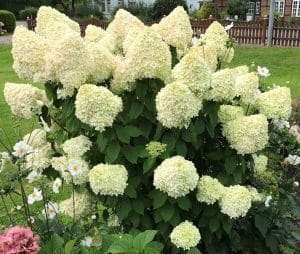 Bugás hortenzia - Hydrangea paniculata 'limelight'