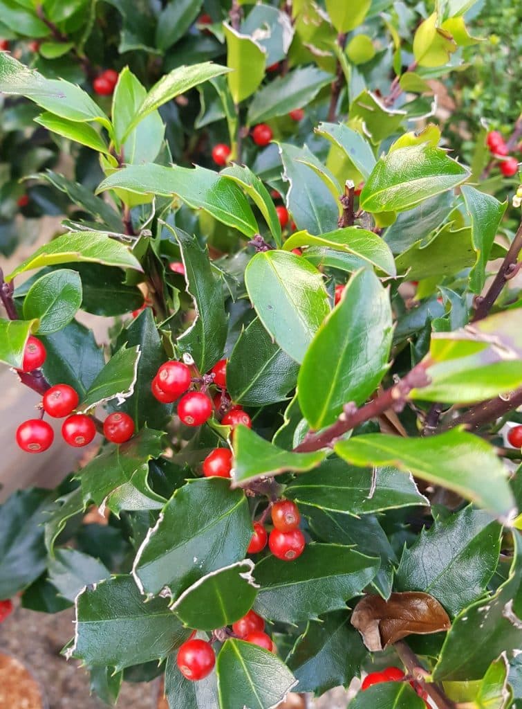 Kék magyal (Ilex meservea 'Blue Maid')