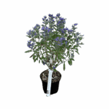 Kékszakáll - Caryopteris clandonensis 'heavenly blue' Hungaroplant