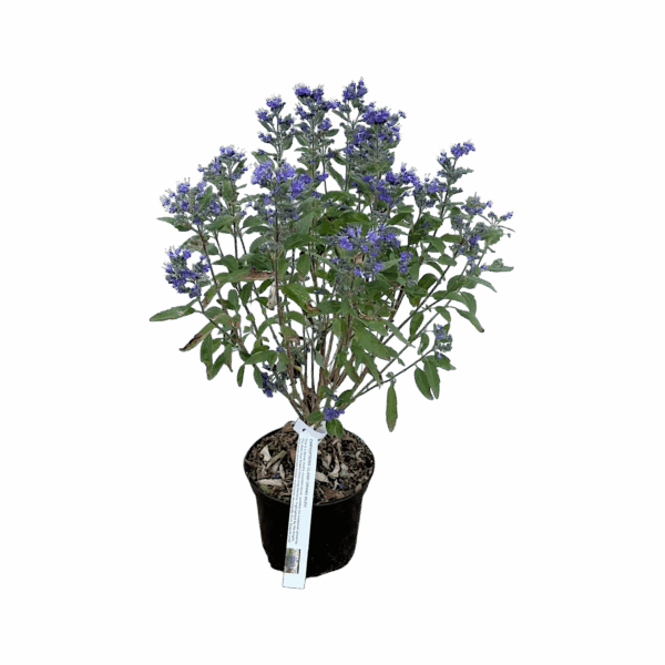 Hungaroplant