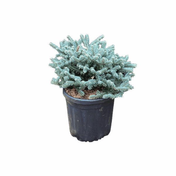 Hungaroplant