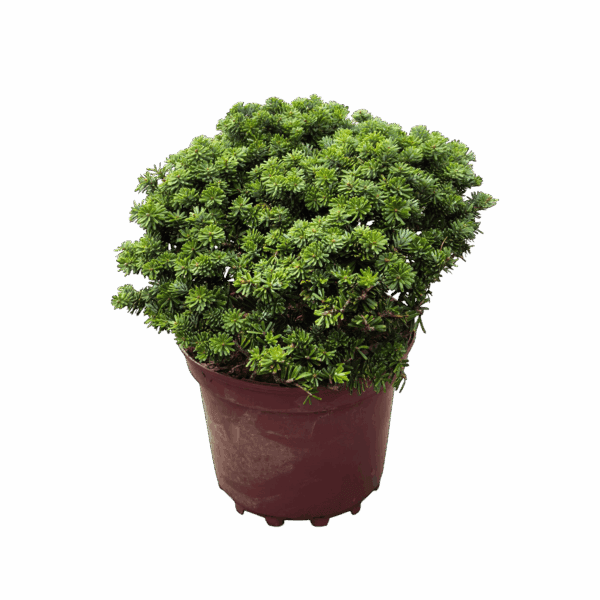 Hungaroplant