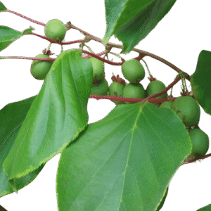Porzós kopasz kivi (Actinidia arguta 'Weiki')