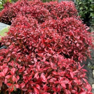 Törpe vörös korallberkenye  - PHOTINIA SERRULATA 'ATROPURPUREA NANA' (GÖMB)