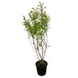 Arany ovallevelű fagyal - Ligustrum ovalifolium 'aureum' Hungaroplant